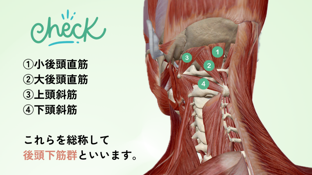 日野駅前やまぐち鍼治療院による自律神経と関わりの深い「後頭下筋群」の解説図。パニック症状や息苦しさの原因となる首の深層筋肉。