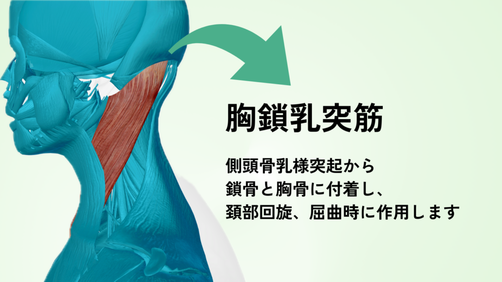 パニック症状や動悸に関連する首の筋肉「胸鎖乳突筋」のトリガーポイント解説。日野市で自律神経を整える鍼灸治療のポイント。