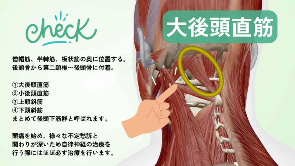 日野駅前やまぐち鍼治療院による大後頭直筋の説明図。後頭下筋群、大後頭直筋、上頭斜筋、下頭斜筋について説明をしている。自律神経との関与も強い。