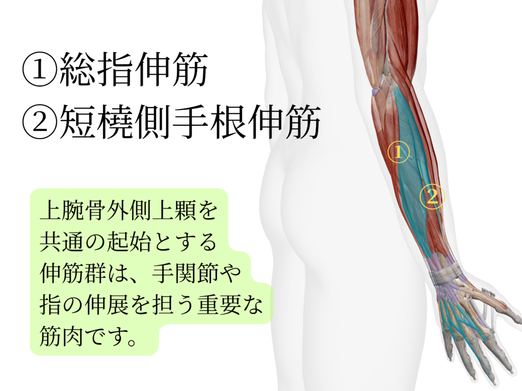 日野駅前やまぐち鍼治療院による総指伸筋と短橈側手根伸筋を説明している画像。上腕骨外側上顆を共通の起始とする伸筋群は、手関節や指の進展を担う重要な筋肉です。